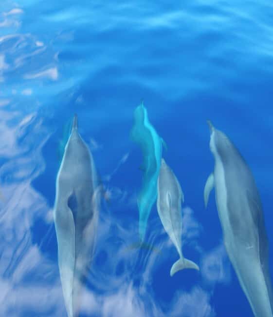 Maui: Eco-Raft Dolphin Watch Tour with Snacks - The Experience’s Value