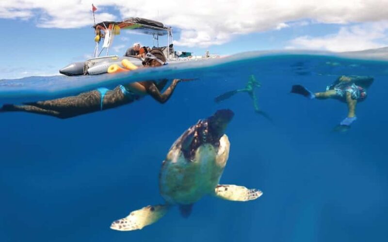 Maui Eco Raft: Turtle Snorkel + Whale Watch(Semi-Private) - Maui Eco Raft: Turtle Snorkel + Whale Watch(Semi-Private)