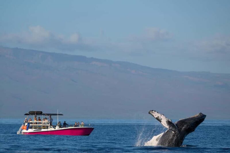 Maui: Epic Small Group Whale Watch - Key Points