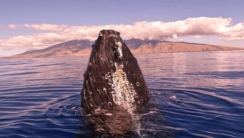Maui: Epic Small Group Whale Watch - FAQs