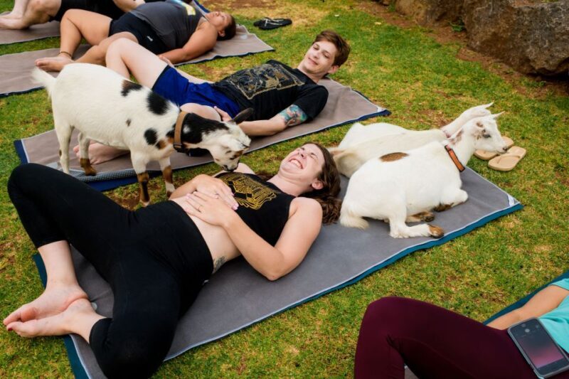 Maui Goat Yoga with Miniature Goats - Maui Goat Yoga with Miniature Goats: A Playful Blend of Wellness and Wildlife