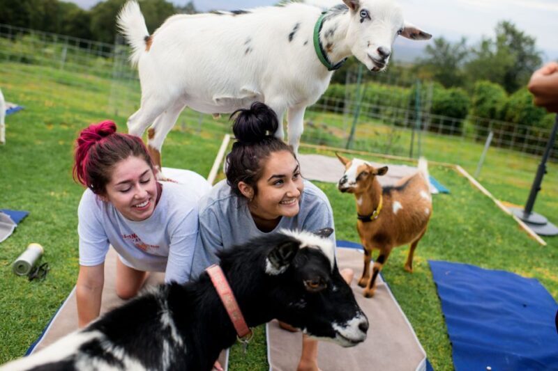 Maui Goat Yoga with Miniature Goats - Who Should Consider Maui Goat Yoga?