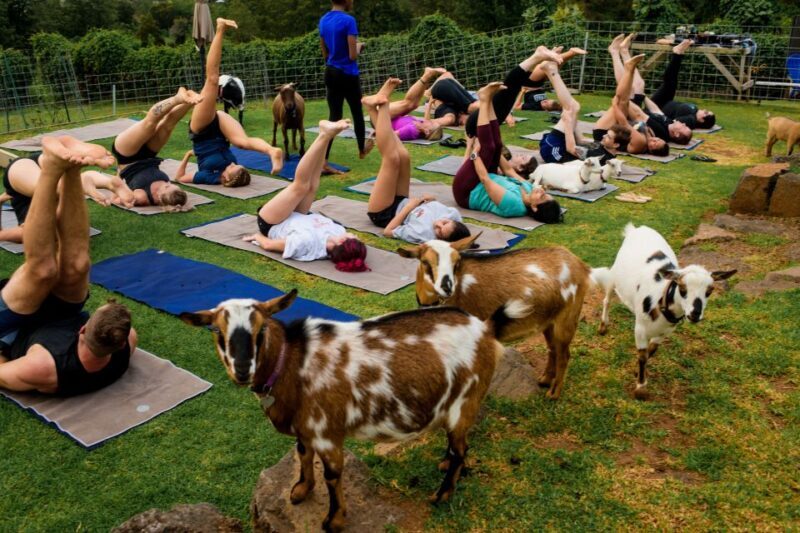Maui Goat Yoga with Miniature Goats - Final Words