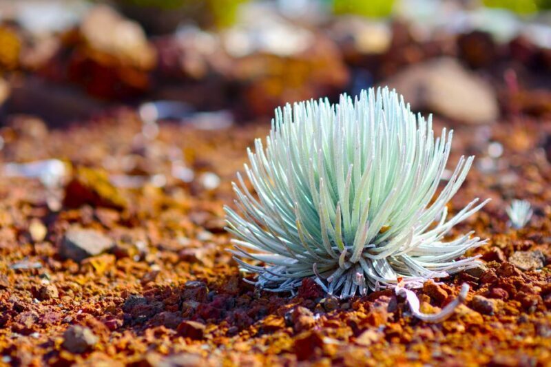 Maui: Haleakala Guided Bike Tour - The Experience in Detail