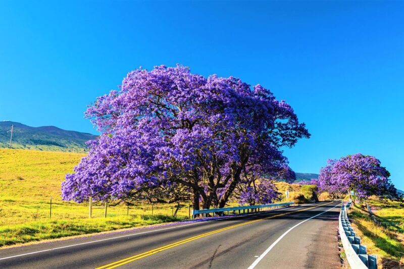 Maui: Haleakala Guided Bike Tour - FAQ