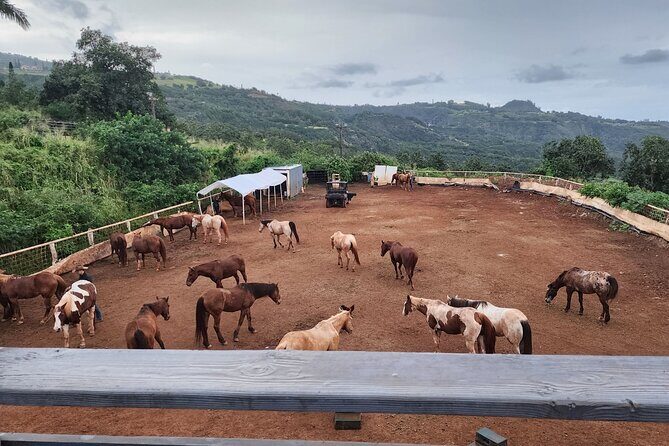 Maui Horseback Adventure at Circle M Ranch With Real Cowboys - FAQs
