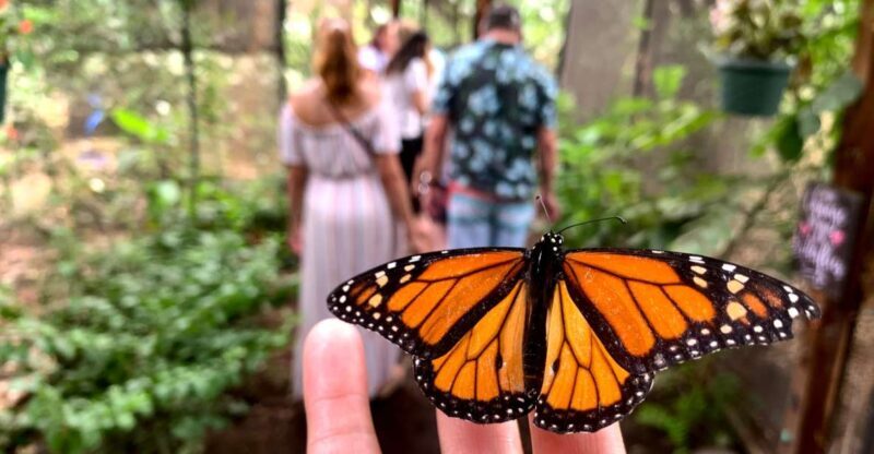 Maui: Interactive Butterfly Farm Entrance Ticket - In-Depth Review of the Maui Butterfly Farm Experience
