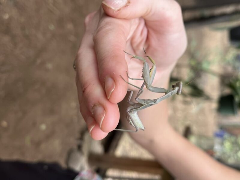 Maui: Interactive Butterfly Farm Entrance Ticket - Final Thoughts: Is This Experience Right for You?
