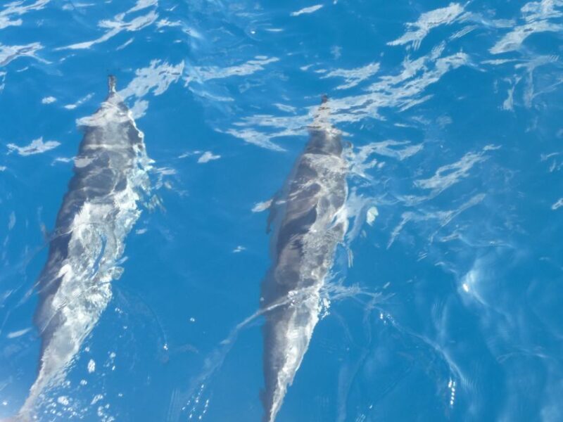 Maui: Kaanapali Beach 4-hour Snorkel w/ BBQ Lunch & Open Bar - Who Should Consider This Tour?