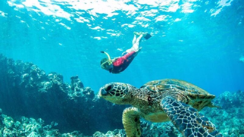 Maui: Kaanapali Beach 5-hr Snorkel w/ BBQ Lunch & Open Bar - Maui: Kaanapali Beach 5-hr Snorkel with BBQ Lunch & Open Bar — A Detailed Review