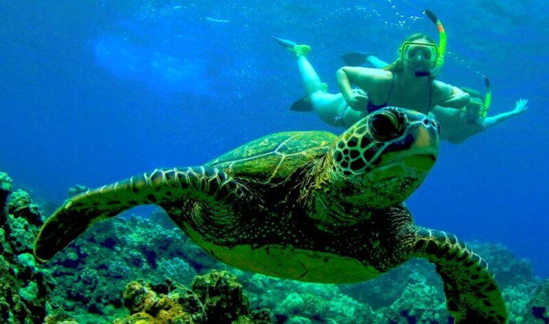 Maui: Kaanapali Beach 5-hr Snorkel w/ BBQ Lunch & Open Bar - Authentic Experiences from Travelers