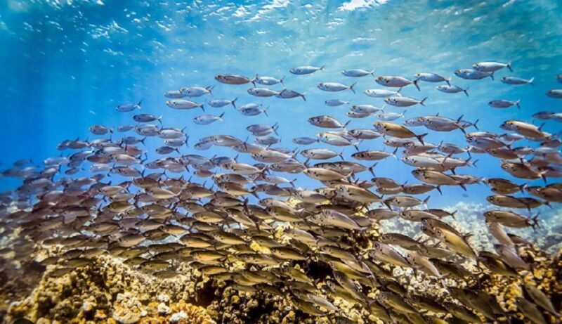 Maui: Kaanapali Beach 5-hr Snorkel w/ BBQ Lunch & Open Bar - Additional Information