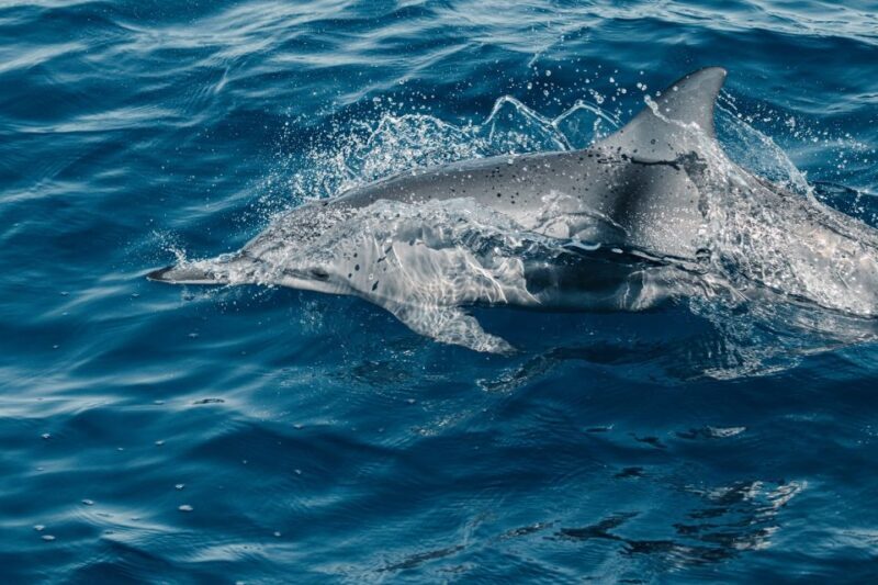 Maui: Kaanapali Dolphin Watching Boat Trip with Lunch - Key Points