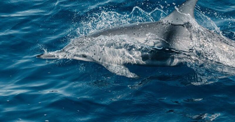 Maui: Kaanapali Dolphin Watching Boat Trip with Lunch - FAQs