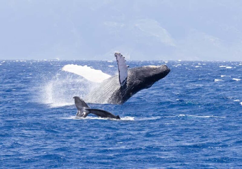Maui: Ka'anapali Whale Watching Cruise on Luxury Sailboat - Final Thoughts