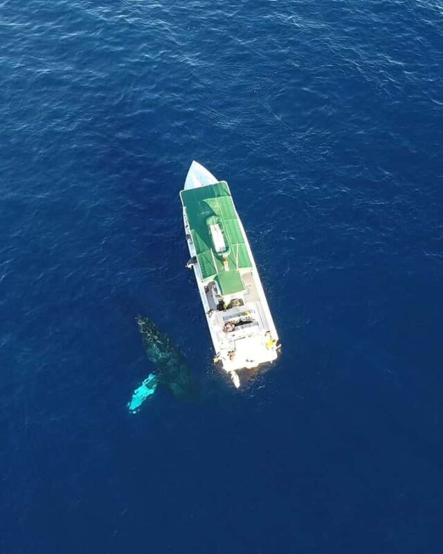 Maui: Lanai Island Snorkeling Tour with Snacks & Drinks - A Deep Dive into the Maui Lanai Snorkeling Experience