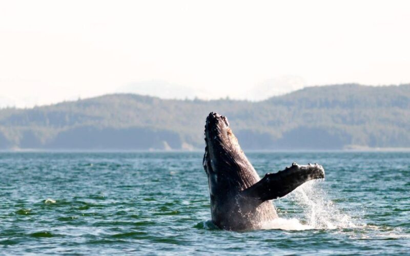 Maui: Luxury Catamaran Whale Watch & Sail - Who Will Love This Tour?