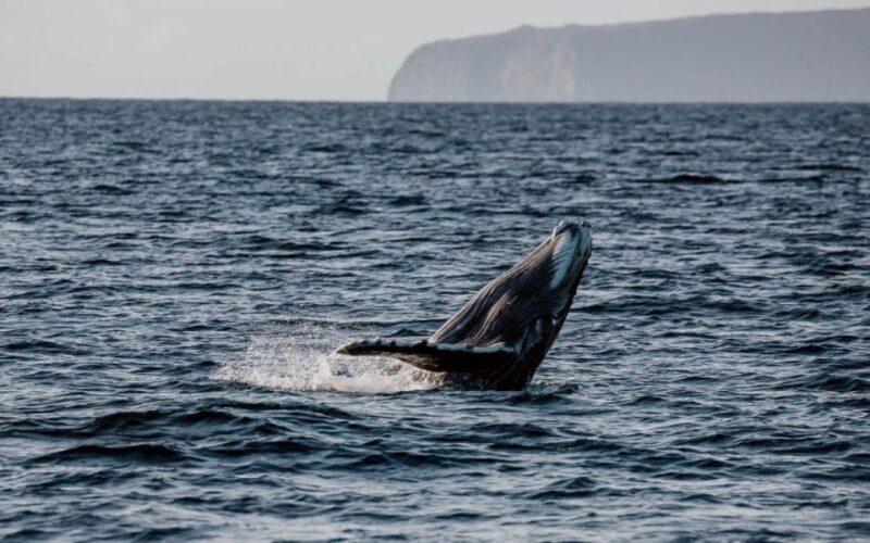 Maui: Luxury Catamaran Whale Watch & Sail - Authentic Feedback & Real Experiences