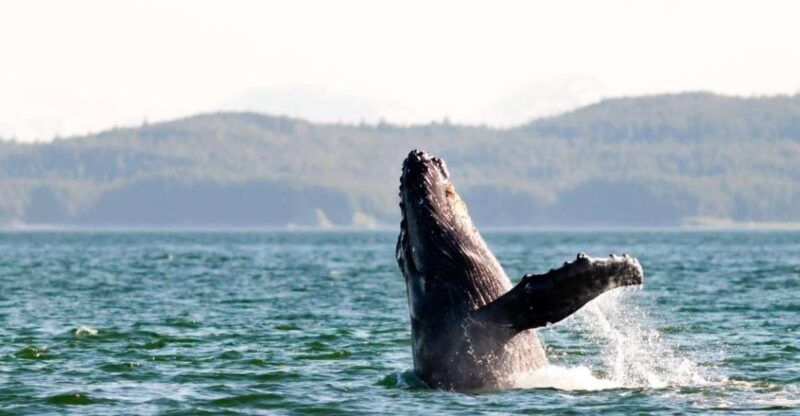 Maui: Luxury Catamaran Whale Watch & Sail - Practical Tips for Travelers
