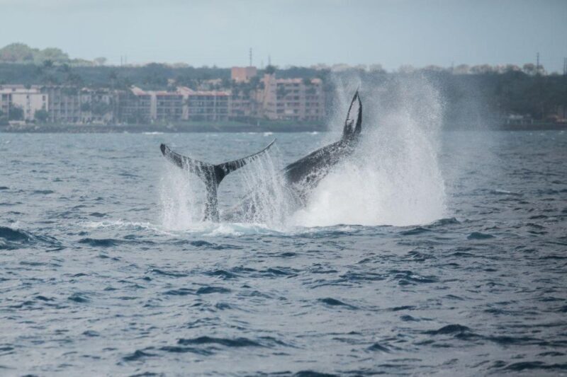 Maui: Luxury Catamaran Whale Watch & Sail - FAQs