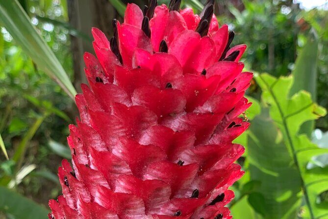 Maui Magical Waterfall and Jungle Tour: Road to Hana - Frequently Asked Questions (FAQs)