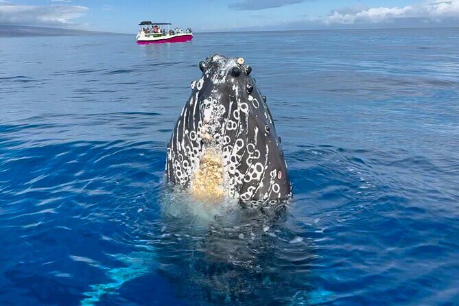 Maui Mid Day Magic Whale Watch - The Experience: What You Can Expect on the Maui Mid Day Magic Whale Watch