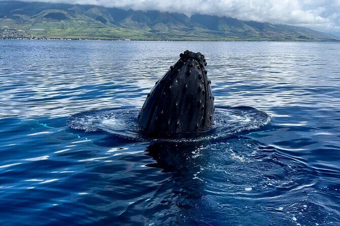 Maui Mid Day Magic Whale Watch - The Sum Up: Is the Maui Mid Day Magic Whale Watch for You?