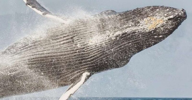 Maui: Midday Sail with the Whales Malaea Harbor - Maui: Midday Sail with the Whales Malaea Harbor — A Practical, Authentic Ocean Adventure