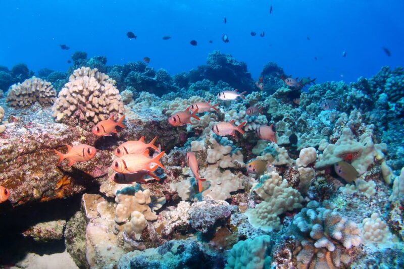 Maui: Molokini Snorkel and Performance Sail with Lunch - An In-Depth Look at the Maui Snorkel and Sail Experience