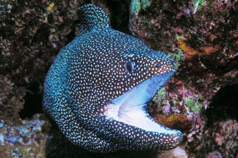 Maui: Molokini Snorkel and Performance Sail with Lunch - FAQ