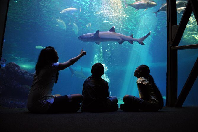 Maui Ocean Center All Day Admission Ticket - Experience the Wonders of the Maui Ocean Center: A Practical Guide for Visitors