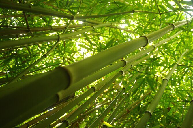 Maui part-way to Hana North Shore sightseeing & Photography Tour! - Frequently Asked Questions