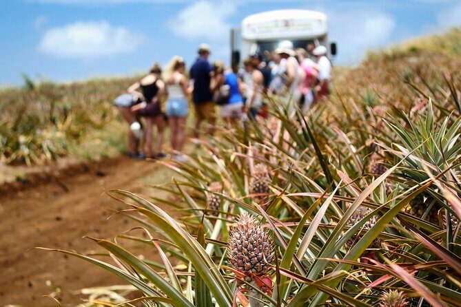 Maui Pineapple Farm Tour in Haliimaile - Authentic Experiences and Authentic Guides