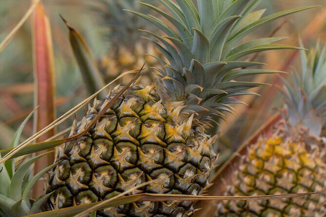 Maui Pineapple Farm Tour in Haliimaile - Who Should Do This Tour?