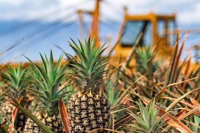 Maui Pineapple Farm Tour in Haliimaile - FAQ