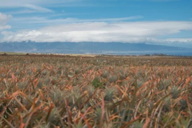 Maui Pineapple Planting Experience - The Itinerary Breakdown