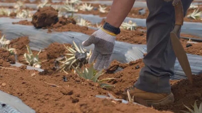 Maui: Pineapple Planting Experience - Quick Overview