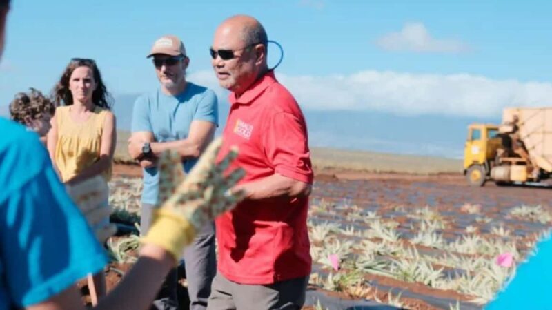 Maui: Pineapple Planting Experience - Key Points
