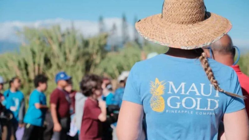 Maui: Pineapple Planting Experience - Suiting Up and Planting Your Pineapple