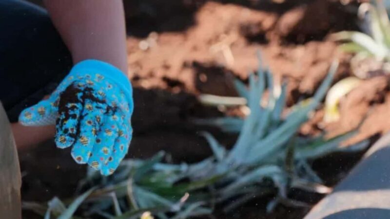 Maui: Pineapple Planting Experience - Tasting Ripeness Stages