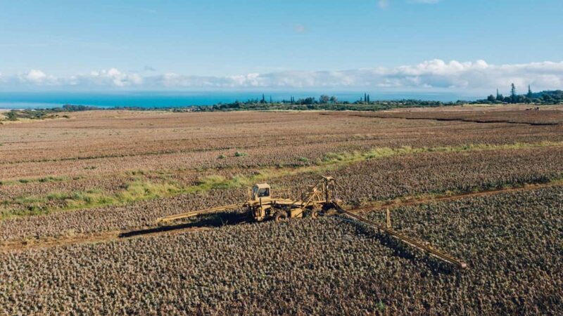 Maui: Pineapple Planting Experience - Putting Your Pineapple Together