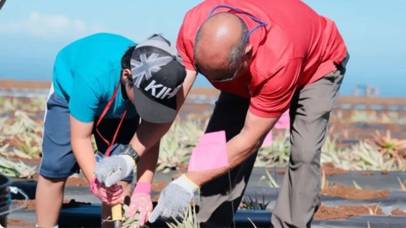 Maui: Pineapple Planting Experience - Who Would Love It