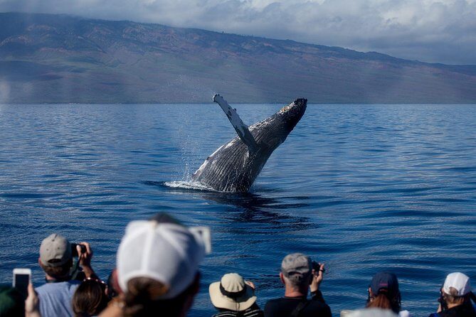 Maui Premium Sunset Dinner Cruise & Whale Watch - Maui Premium Sunset Dinner Cruise & Whale Watch: A Balanced Dive into Maui’s Marine Marvels