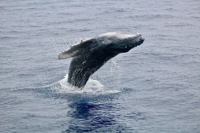 Maui Premium Sunset Dinner Cruise & Whale Watch - Key Points