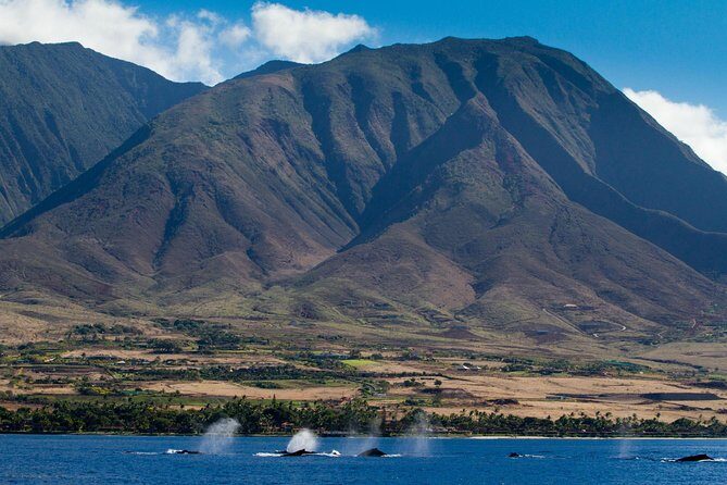 Maui Premium Sunset Dinner Cruise & Whale Watch - The Authenticity and Value