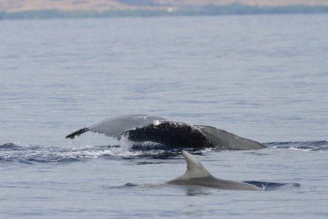 Maui Premium Sunset Dinner Cruise & Whale Watch - Final Thoughts