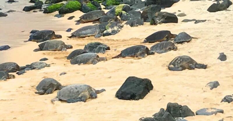 Maui: Private Halfway to Hana Tour - The Sum Up