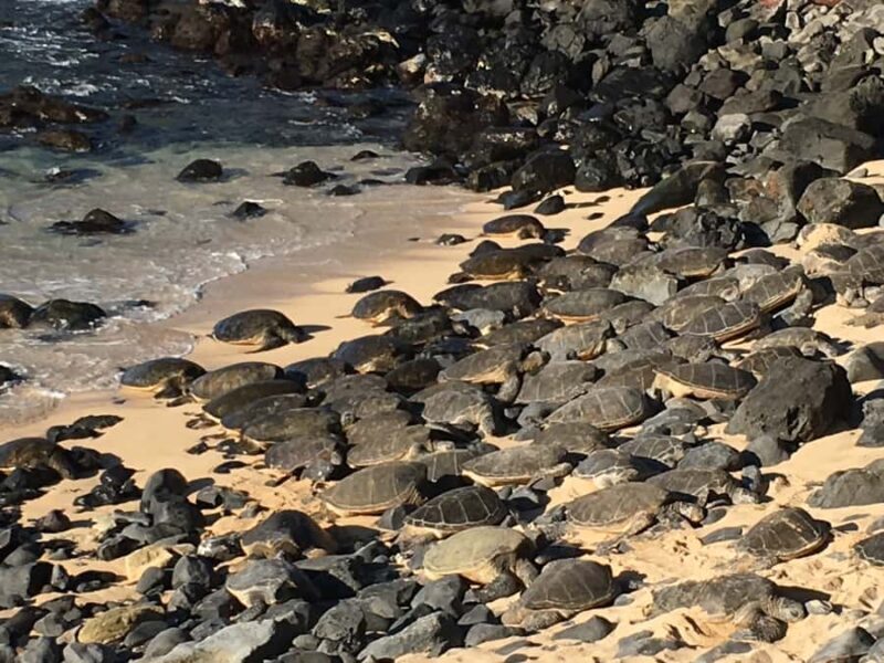 Maui: Private Valley Isle Customized Tour - The Sum Up