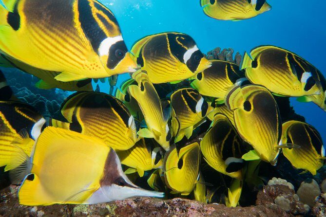 Maui Scuba Diving Introductory Lesson from Lahaina - The Bottom Line