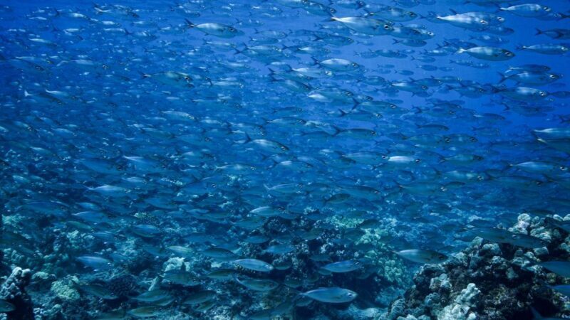 Maui: Small Group Shark & Turtle Scuba Dive from Shore - Why This Experience Matters